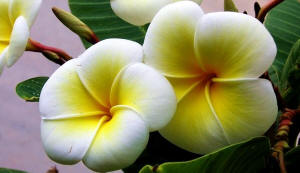 Ischia Plumeria Frangipane