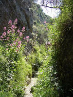 Ischia Wanderweg