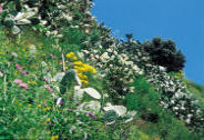 Ischia Wanderung