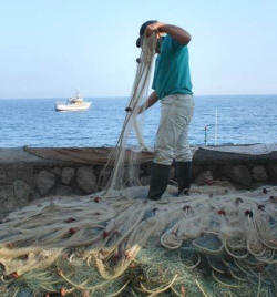 Insel Procida Fischer